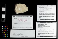 Foto (Objekt + Etikett) von Mundopsidae indet.  (NHMW-GEO-2014-0194-0935)